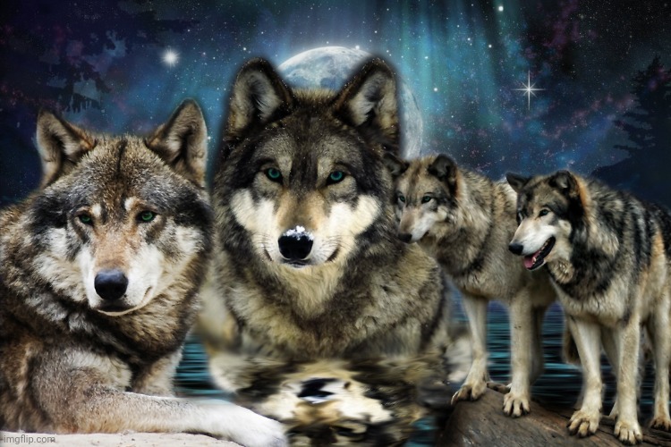 Wolf pack | image tagged in wolf pack | made w/ Imgflip meme maker