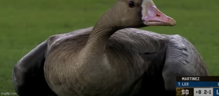 apparently this is a goose | made w/ Imgflip meme maker