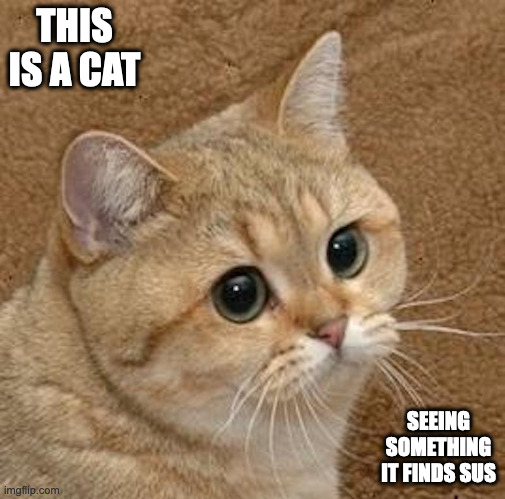 Starecat | THIS IS A CAT; SEEING SOMETHING IT FINDS SUS | image tagged in cats,memes | made w/ Imgflip meme maker