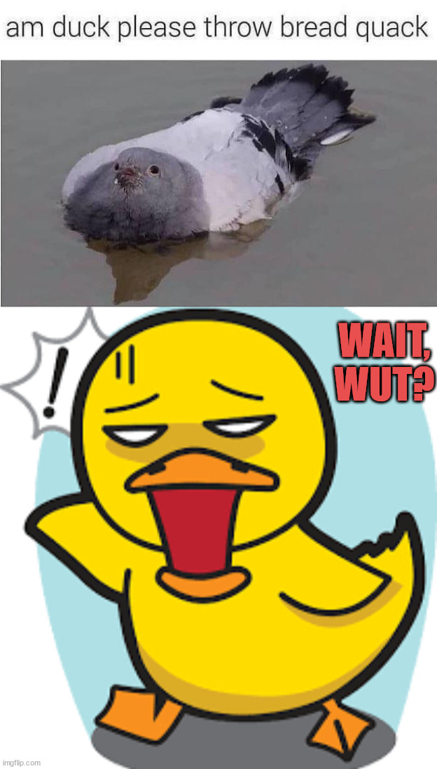 WAIT,
WUT? | image tagged in shocked duck | made w/ Imgflip meme maker