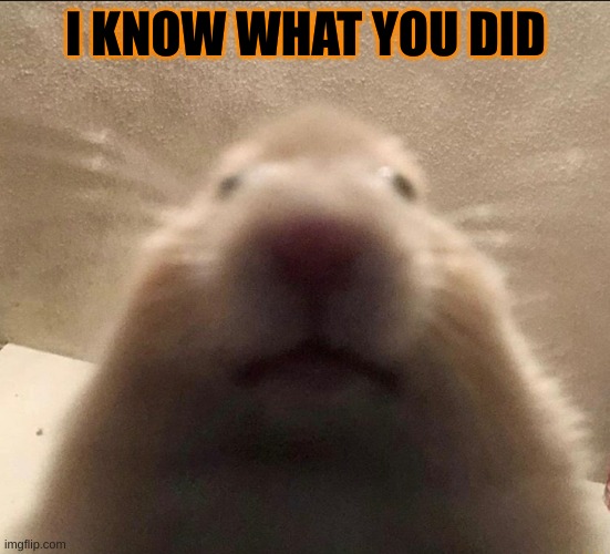 I Know What You Did Last Summer | I KNOW WHAT YOU DID | image tagged in i know what you did last summer | made w/ Imgflip meme maker
