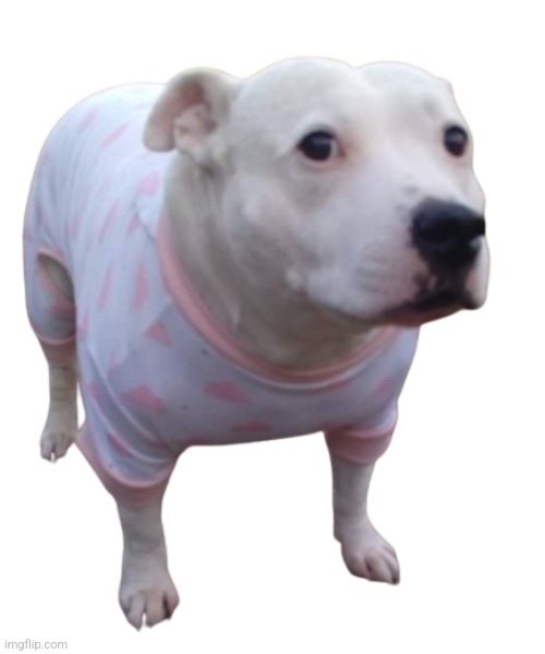 Transparent high quality huh dog | made w/ Imgflip meme maker