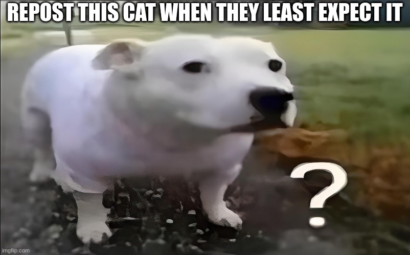 Cat | REPOST THIS CAT WHEN THEY LEAST EXPECT IT | image tagged in huh dog | made w/ Imgflip meme maker