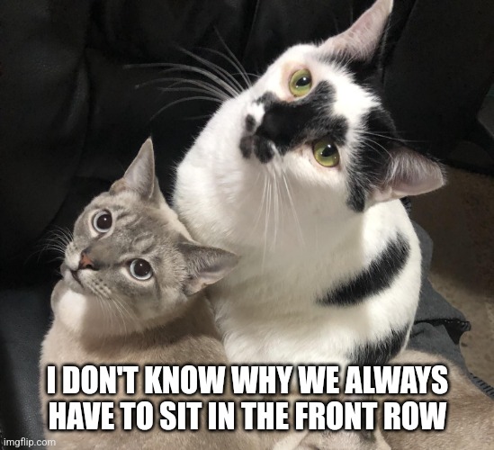 Front Row at the Show! | I DON'T KNOW WHY WE ALWAYS
HAVE TO SIT IN THE FRONT ROW | image tagged in cats,movies | made w/ Imgflip meme maker