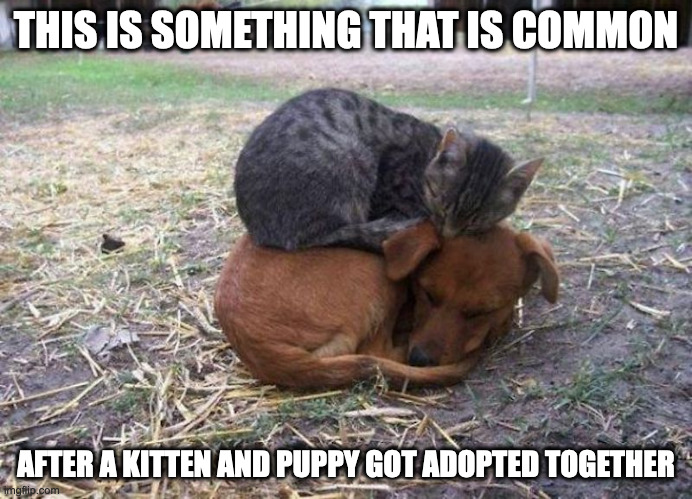 Cat Sleeping on Top of Dog | THIS IS SOMETHING THAT IS COMMON; AFTER A KITTEN AND PUPPY GOT ADOPTED TOGETHER | image tagged in cat,dog,memes | made w/ Imgflip meme maker