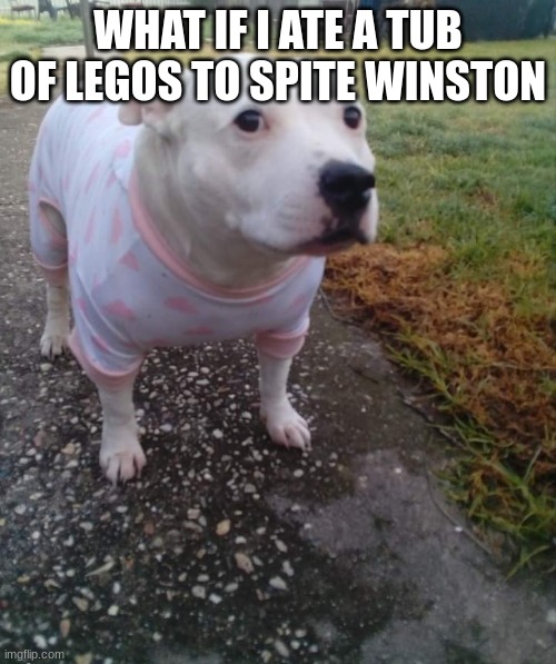 PITBULL IN A ONESIE | WHAT IF I ATE A TUB OF LEGOS TO SPITE WINSTON | image tagged in pitbull in a onesie | made w/ Imgflip meme maker