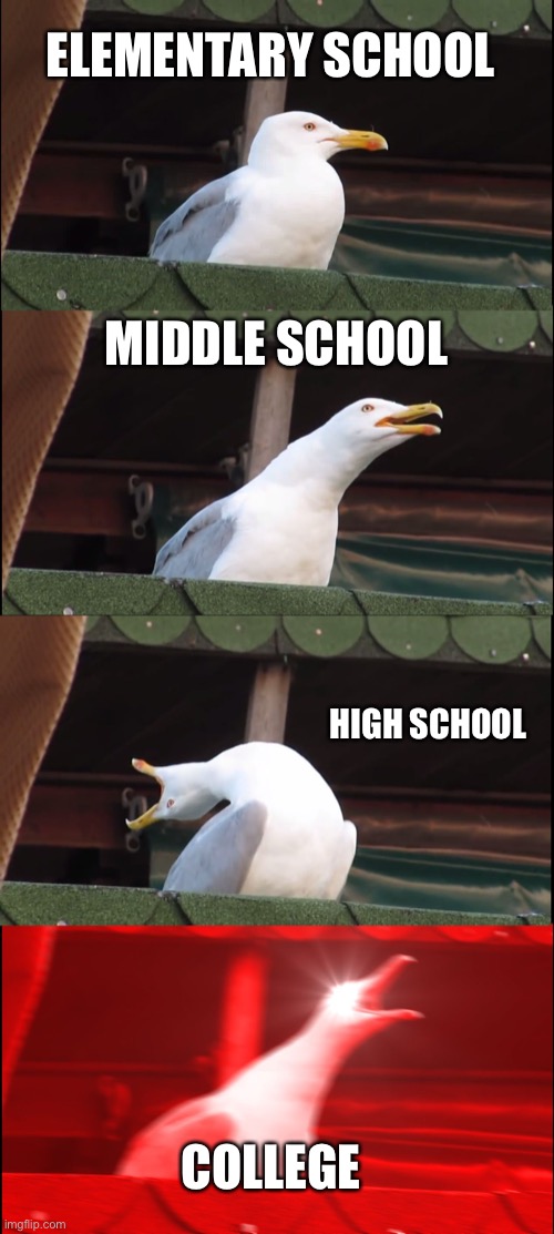 School be like | ELEMENTARY SCHOOL; MIDDLE SCHOOL; HIGH SCHOOL; COLLEGE | image tagged in memes,inhaling seagull,school | made w/ Imgflip meme maker