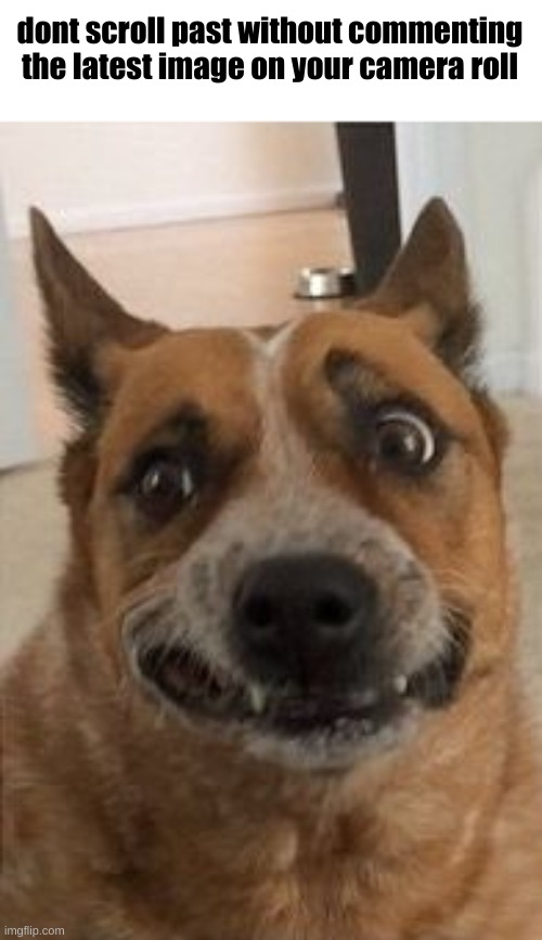 Dog Cringe | dont scroll past without commenting the latest image on your camera roll | image tagged in dog cringe | made w/ Imgflip meme maker