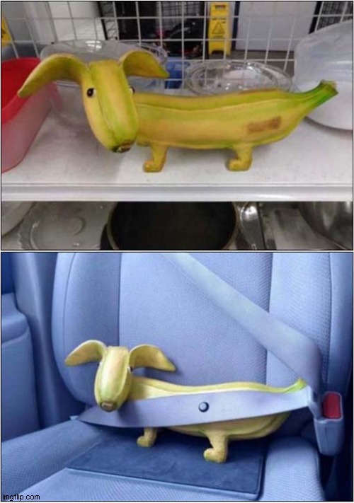 Smile - It's Banana Dog ! | image tagged in dogs,bananas,smile | made w/ Imgflip meme maker