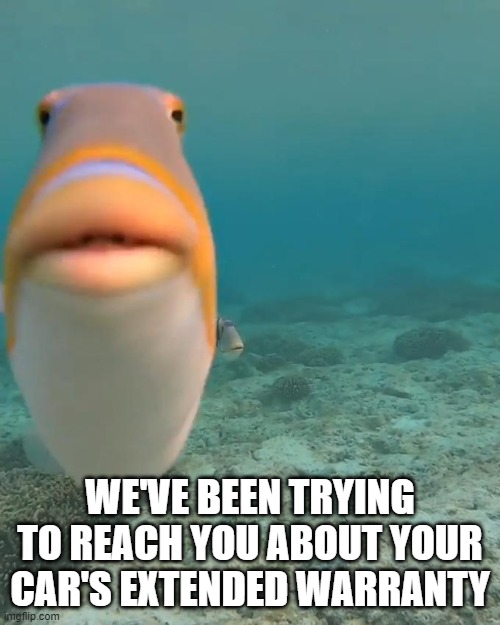 First post! | WE'VE BEEN TRYING TO REACH YOU ABOUT YOUR CAR'S EXTENDED WARRANTY | image tagged in staring fish,do you fart,fish,phish,staring,fun | made w/ Imgflip meme maker