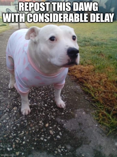 High quality Huh Dog | REPOST THIS DAWG WITH CONSIDERABLE DELAY | image tagged in high quality huh dog | made w/ Imgflip meme maker