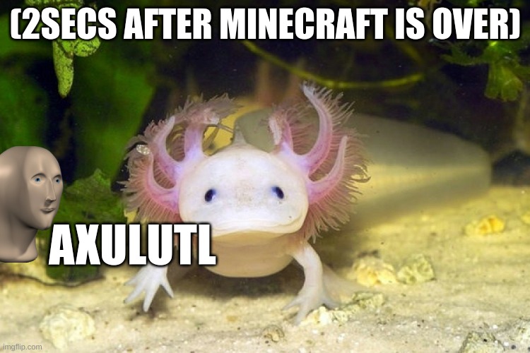 Axolotl | (2SECS AFTER MINECRAFT IS OVER); AXULUTL | image tagged in axolotl,mincraft | made w/ Imgflip meme maker
