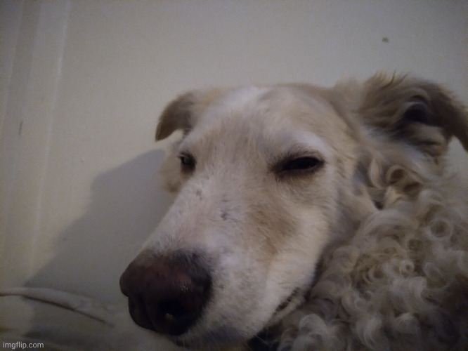 dog reveal (her name is Astrid) | image tagged in the doug | made w/ Imgflip meme maker