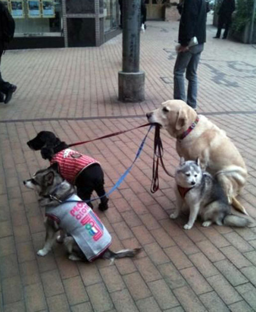 image tagged in dogs,funny,animals