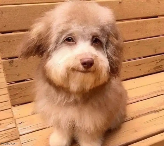 Opinion on this dog? | made w/ Imgflip meme maker