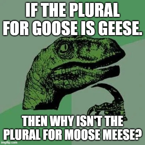 A raptor asking questions | IF THE PLURAL FOR GOOSE IS GEESE. THEN WHY ISN'T THE PLURAL FOR MOOSE MEESE? | image tagged in raptor asking questions | made w/ Imgflip meme maker