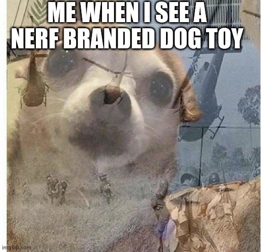 *War flashbacks* | ME WHEN I SEE A NERF BRANDED DOG TOY | image tagged in ptsd chihuahua | made w/ Imgflip meme maker