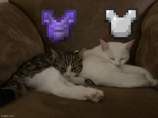 meme with my cats | image tagged in cat,minecraft | made w/ Imgflip meme maker