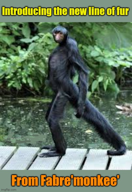 Spider Monkey Chic' | Introducing the new line of fur; From Fabre'monkee' | image tagged in monkey,runway fashion,spider monkey,fur,funny animals | made w/ Imgflip meme maker