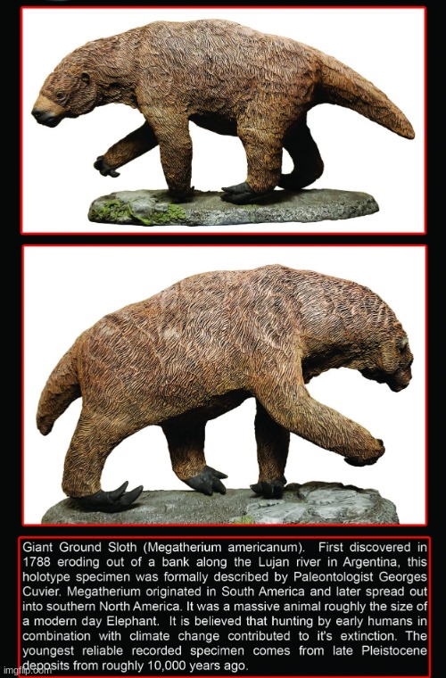 Giant ground sloth | image tagged in giant ground sloth | made w/ Imgflip meme maker