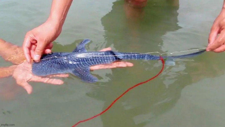baby whale shark my beloved | made w/ Imgflip meme maker