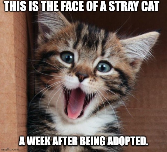 Adopted cat | THIS IS THE FACE OF A STRAY CAT; A WEEK AFTER BEING ADOPTED. | image tagged in happy cat | made w/ Imgflip meme maker