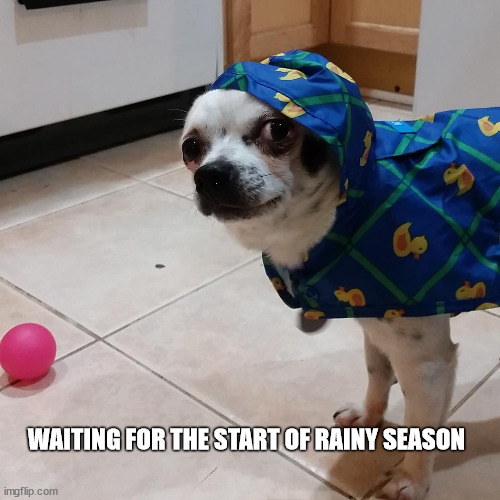 Astro the tiny dog gets ready for a walk in the rain | WAITING FOR THE START OF RAINY SEASON | image tagged in dog,tiny,chihuahua,ptsd chihuahua,rain | made w/ Imgflip meme maker