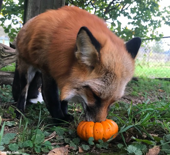 Spoopy fox | image tagged in spoopy fox | made w/ Imgflip meme maker