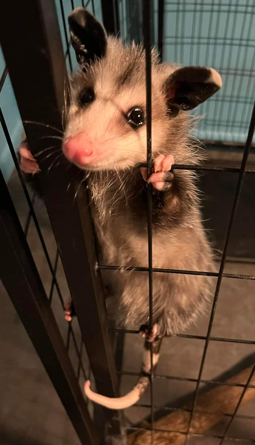 High Quality trapped opossum Blank Meme Template