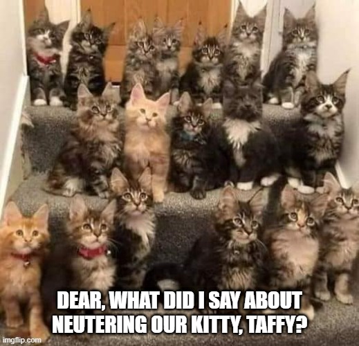 too many kittens | DEAR, WHAT DID I SAY ABOUT NEUTERING OUR KITTY, TAFFY? | image tagged in kittens,neuter,family,overbreeding | made w/ Imgflip meme maker