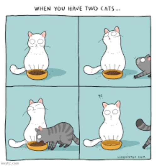 A Cat's Way Of Thinking | image tagged in memes,comics,cats,we don't do that here,really,what | made w/ Imgflip meme maker