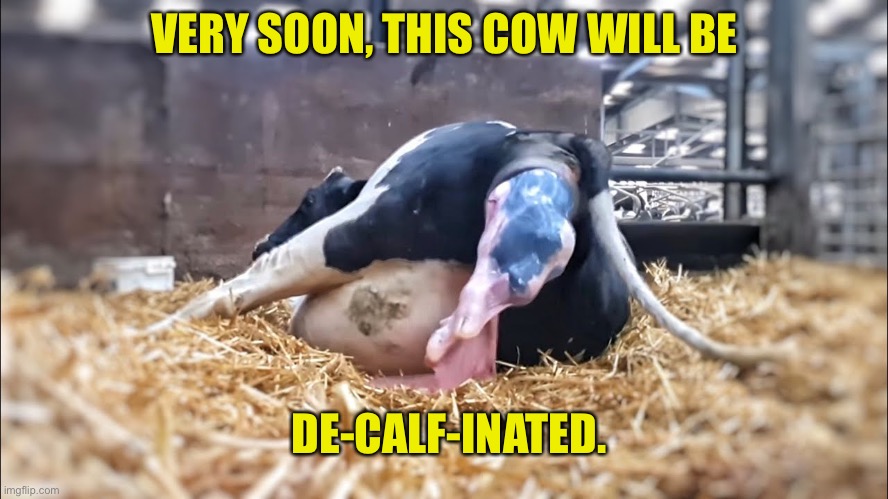 Cow | VERY SOON, THIS COW WILL BE; DE-CALF-INATED. | image tagged in bad pun | made w/ Imgflip meme maker