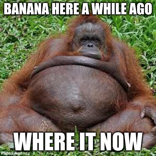 Fat Monkey | BANANA HERE A WHILE AGO; WHERE IT NOW | image tagged in fat monkey | made w/ Imgflip meme maker