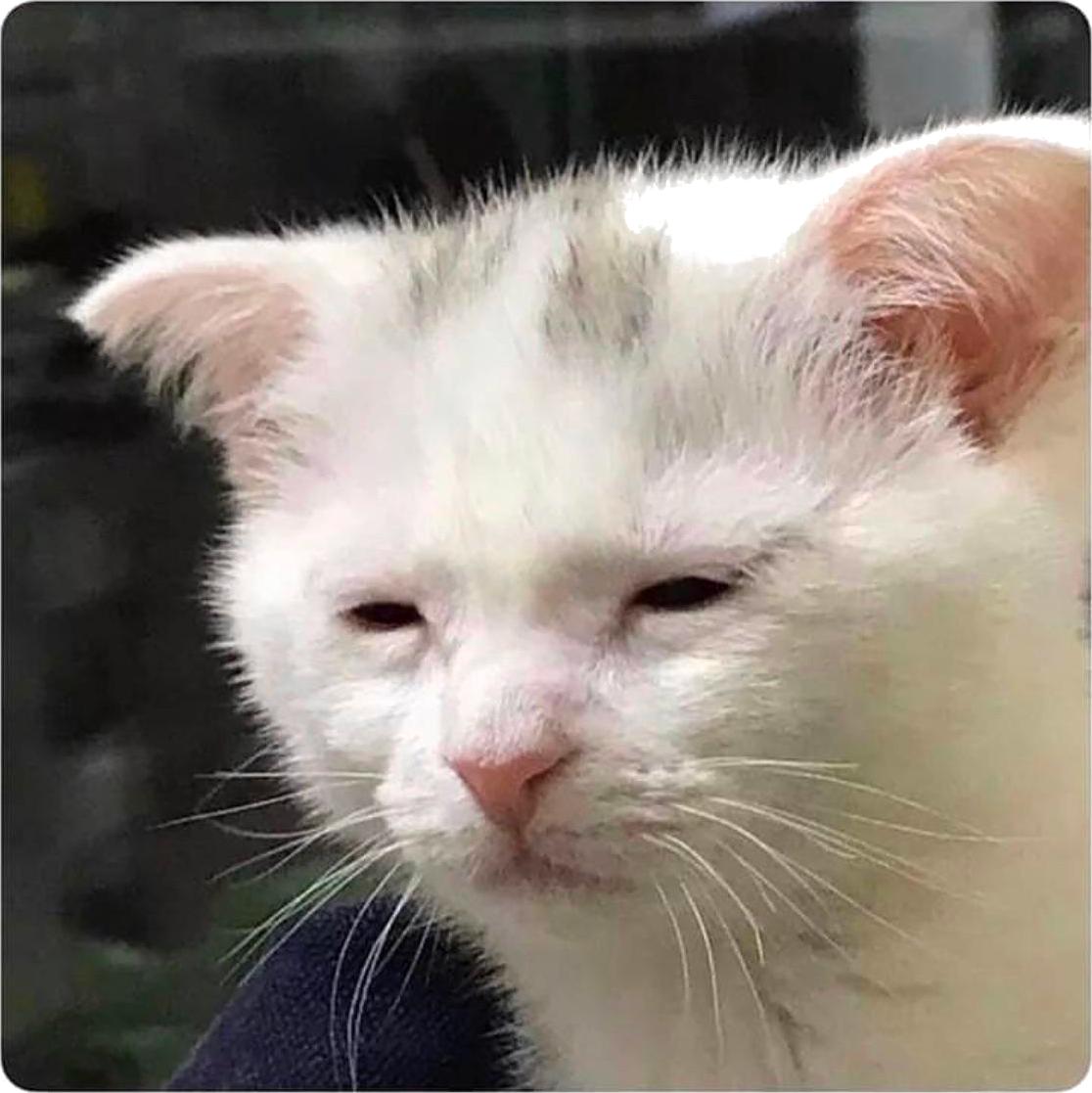 Tired Cat Blank Meme Template