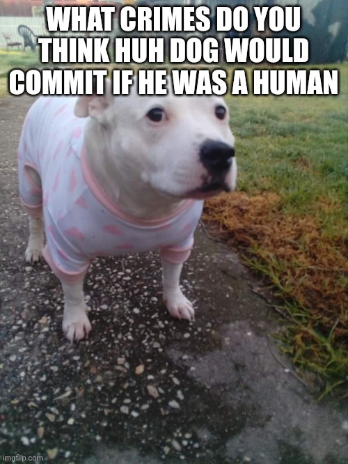 High quality Huh Dog | WHAT CRIMES DO YOU THINK HUH DOG WOULD COMMIT IF HE WAS A HUMAN | image tagged in high quality huh dog | made w/ Imgflip meme maker