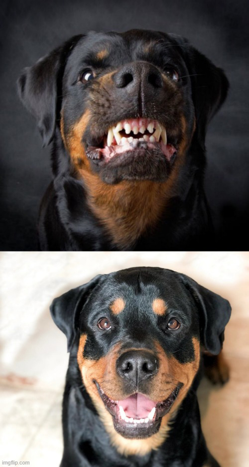 Angry Rottweiler vs Happy Rottweiler Blank Meme Template