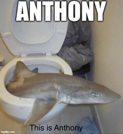 anthony | image tagged in anthony | made w/ Imgflip meme maker