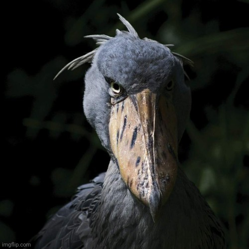 Shoebill | image tagged in shoebill | made w/ Imgflip meme maker