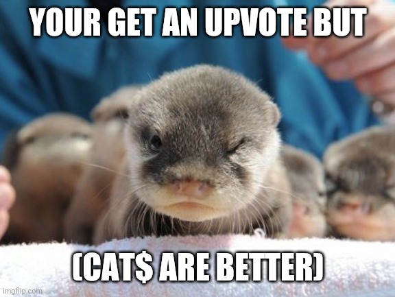 Otter angry baby | YOUR GET AN UPVOTE BUT (CAT$ ARE BETTER) | image tagged in otter angry baby | made w/ Imgflip meme maker