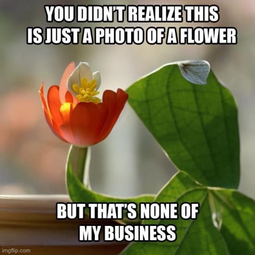 Kermit or? | image tagged in kermit,but thats none of my business,flower | made w/ Imgflip meme maker