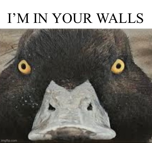 I’m in your walls | I’M IN YOUR WALLS | image tagged in spooky month,walls,duck | made w/ Imgflip meme maker