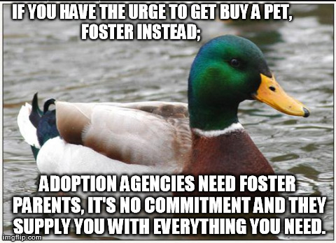 Actual Advice Mallard | IF YOU HAVE THE URGE TO GET BUY A PET,                      FOSTER INSTEAD;                              ADOPTION AGENCIES NEED FOSTER PAREN | image tagged in memes,actual advice mallard,AdviceAnimals | made w/ Imgflip meme maker