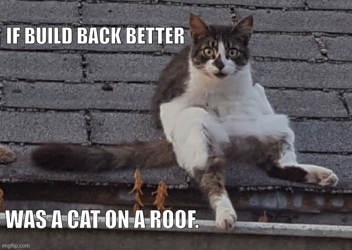 If Build Back Better was a | IF BUILD BACK BETTER; WAS A CAT ON A ROOF. | image tagged in cat memes,funny memes | made w/ Imgflip meme maker