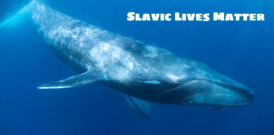 Blue Whale | Slavic Lives Matter | image tagged in blue whale,slavic,slm,blm,freddie fingaz | made w/ Imgflip meme maker
