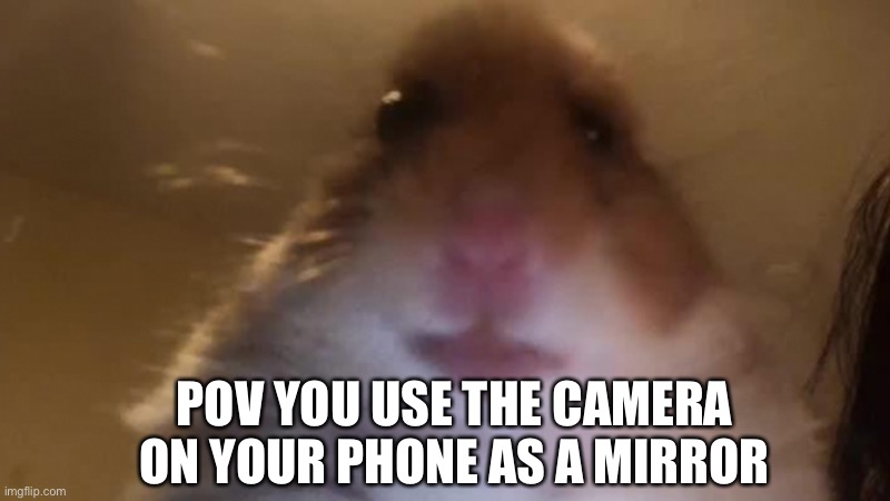 Hampter Stare | POV YOU USE THE CAMERA ON YOUR PHONE AS A MIRROR | image tagged in hampter stare | made w/ Imgflip meme maker