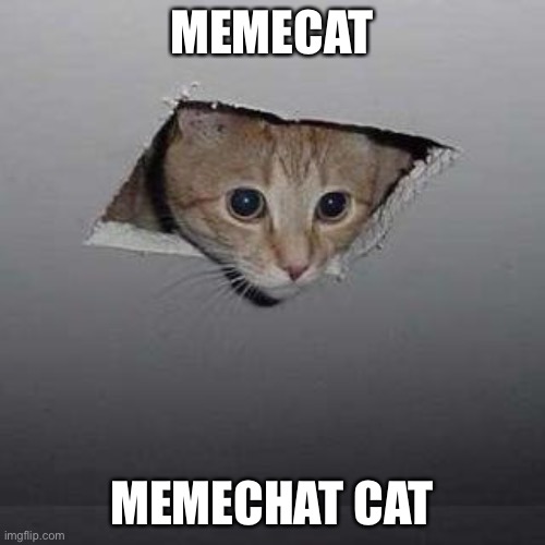 Y’all know that? | MEMECAT; MEMECHAT CAT | image tagged in memes,ceiling cat | made w/ Imgflip meme maker