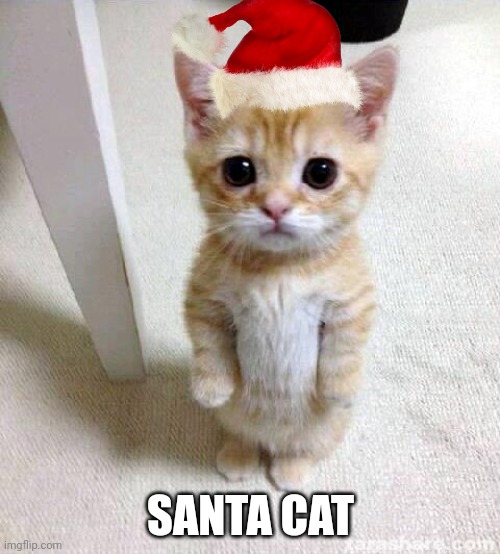 Cute Cat | SANTA CAT | image tagged in memes,cute cat | made w/ Imgflip meme maker