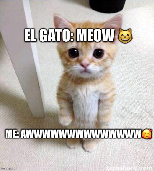 El gato | EL GATO: MEOW 😸; ME: AWWWWWWWWWWWWWW🥰 | image tagged in el gato,cute,cat | made w/ Imgflip meme maker