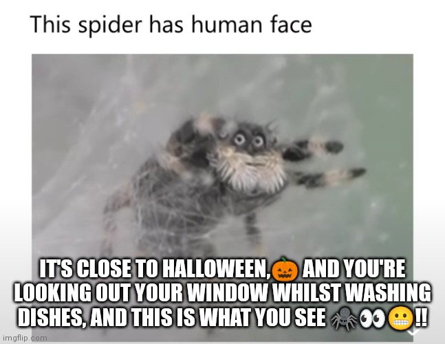 Spooky Spider | IT'S CLOSE TO HALLOWEEN,🎃 AND YOU'RE LOOKING OUT YOUR WINDOW WHILST WASHING DISHES, AND THIS IS WHAT YOU SEE 🕷️👀😬!! | image tagged in spider,halloween | made w/ Imgflip meme maker