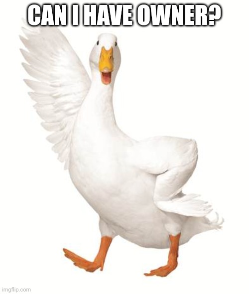 aflac duck | CAN I HAVE OWNER? | image tagged in aflac duck | made w/ Imgflip meme maker